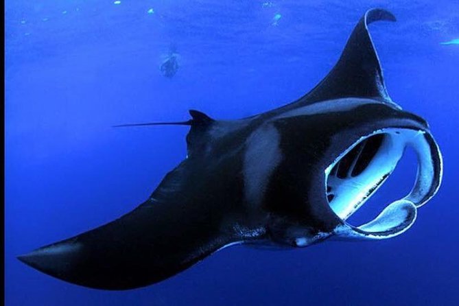 Big Island Manta Ray Night Snorkel - Key points to know before you book
