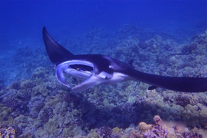 Big Island Manta Ray Night Snorkel - Why the Kona manta ray snorkel is so special