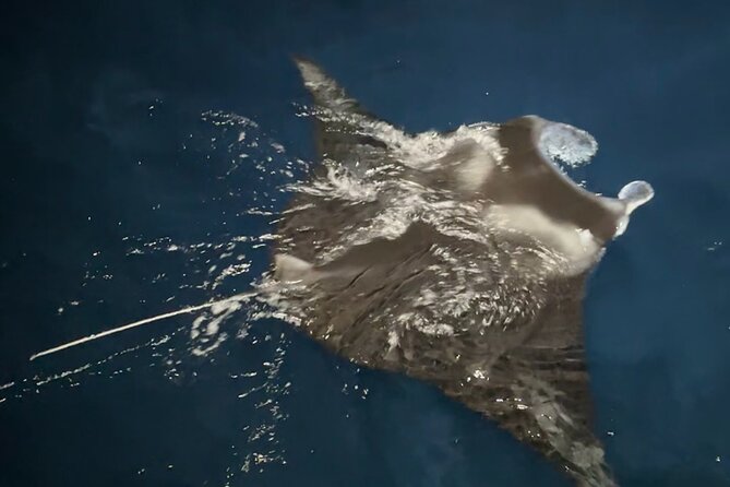 Big Island: Manta Ray Night Snorkeling Adventure in Kailua-Kona - From Honokohau Harbor to the sunset