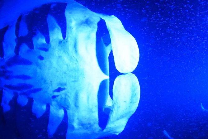 Big Island: Manta Ray Night Snorkeling Adventure in Kailua-Kona - Watching manta rays under the lights
