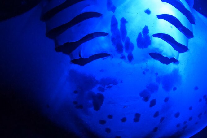 Big Island: Manta Ray Night Snorkeling Adventure in Kailua-Kona - What the crew does well, and where it can improve