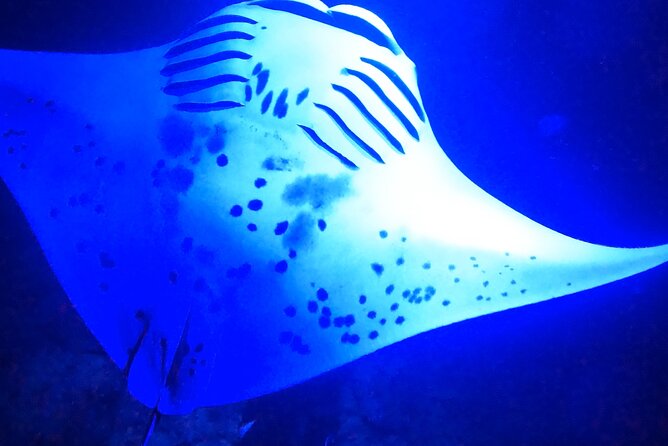 Big Island: Manta Ray Night Snorkeling Adventure in Kailua-Kona - Is $75 a good value?