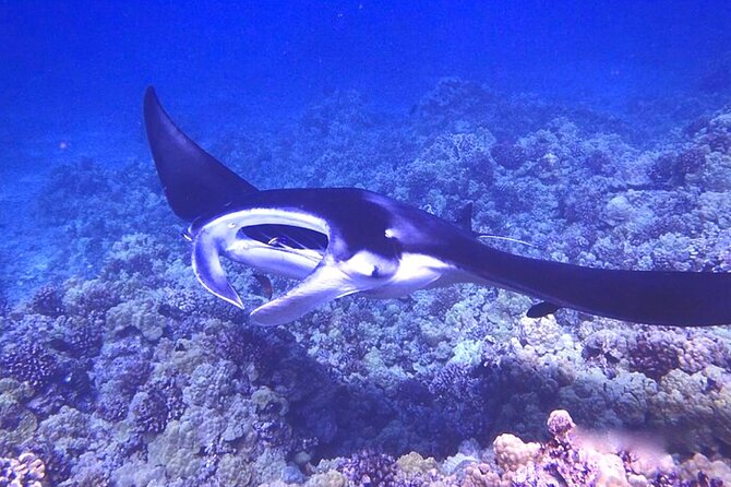 Big Island: Manta Ray Night Snorkeling Adventure in Kailua-Kona - Who should book this Kona snorkeling trip?
