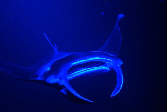 Big Island: Manta Ray Night Snorkeling Adventure in Kailua-Kona - Booking details and practical advice