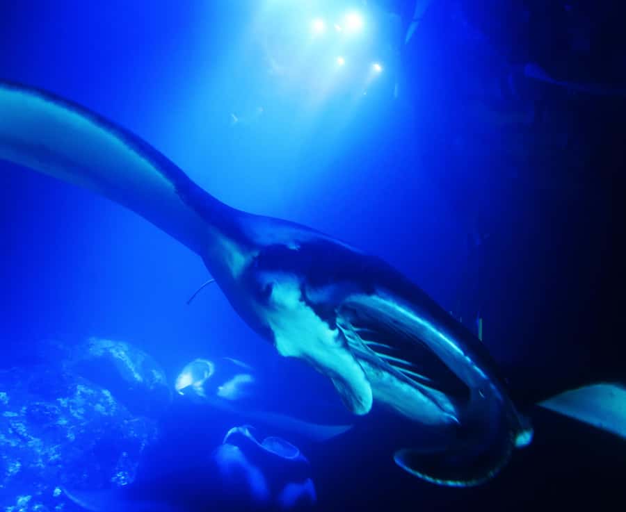 Big Island: Manta Ray Snorkel Boat Tour - Key points at a glance