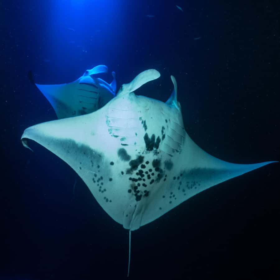 Big Island: Manta Ray Snorkel Boat Tour - Why the Kona manta ray encounter is special