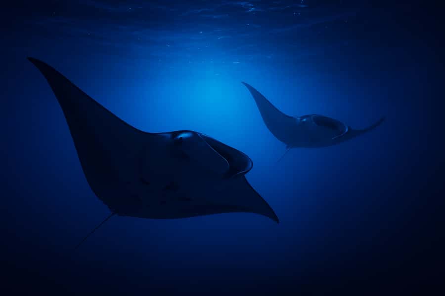 Big Island: Manta Ray Snorkel Boat Tour - What the smaller group changes