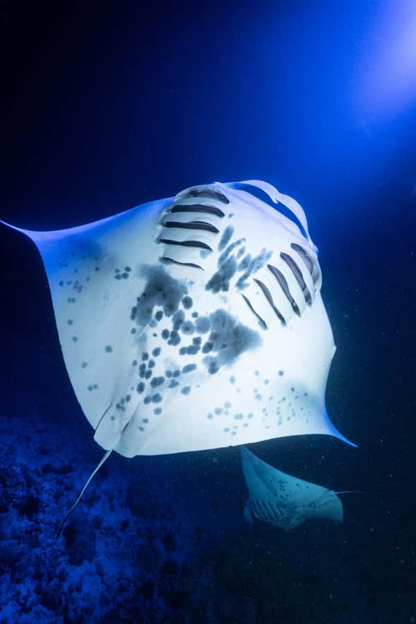 Big Island: Manta Ray Snorkel Boat Tour - Returning to Honokohau Harbor