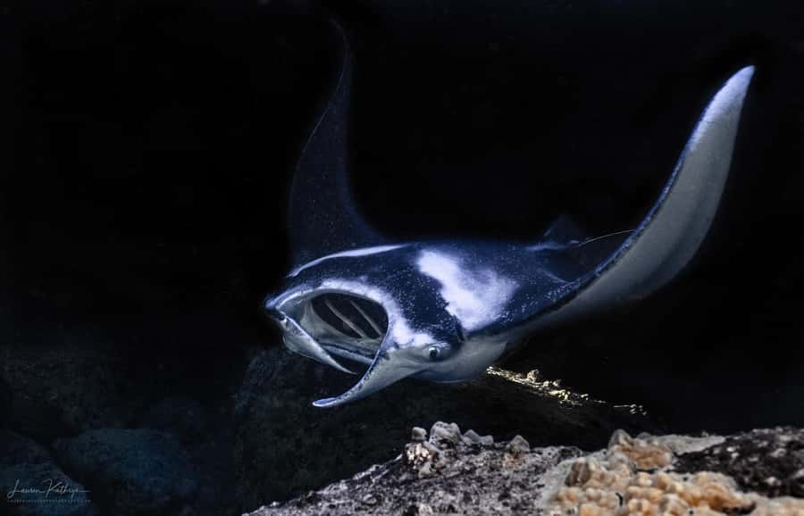 Big Island: Manta Ray Snorkel Boat Tour - From Honokohau Harbor to open water
