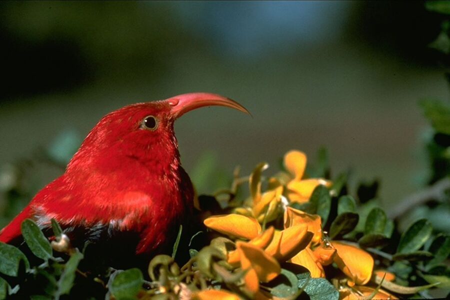 Big Island: Native Bird Watching & Hiking Tour - Key points to know before booking
