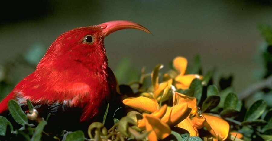 Big Island: Native Bird Watching & Hiking Tour - Five hours of walking, birding, and field learning