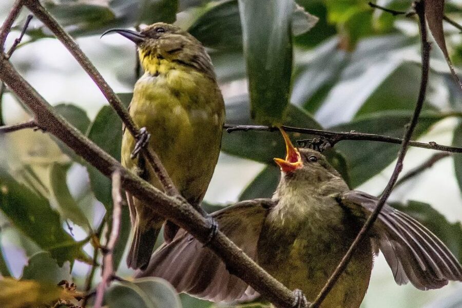Big Island: Native Bird Watching & Hiking Tour - The birds you may search for