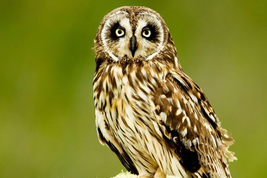 Big Island: Native Bird Watching & Hiking Tour - Food, equipment, and what you need to pack