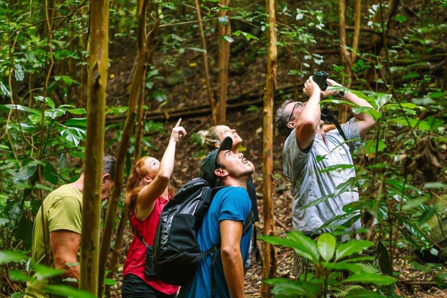 Big Island: Native Bird Watching & Hiking Tour - Starting from Kona or Waikoloa