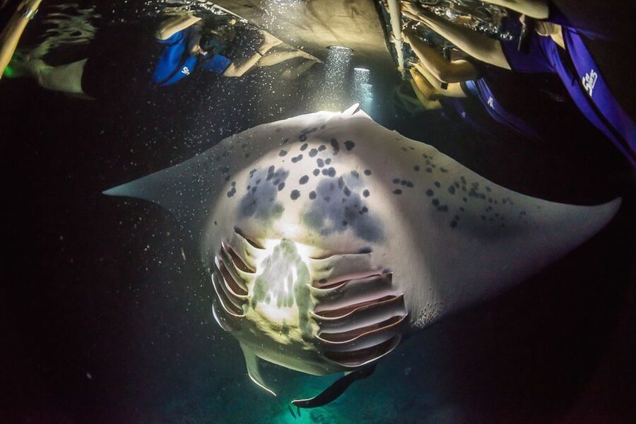 Big Island: Night Swim with Manta Ray with Hot Chocolate - Key points to know before you book