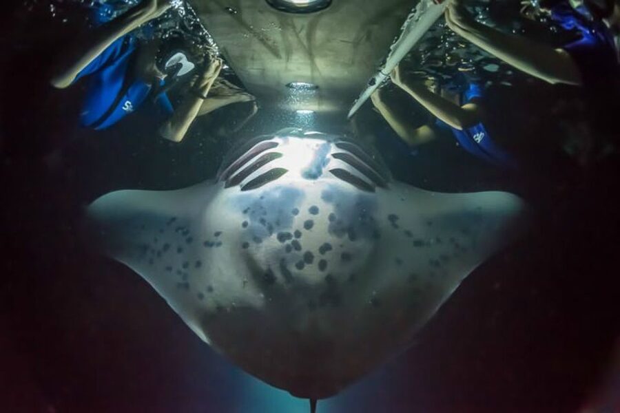 Big Island: Night Swim with Manta Ray with Hot Chocolate - Why Kona’s night manta swim is so special