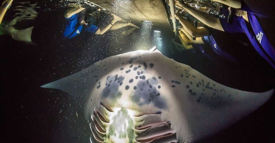 Big Island: Night Swim with Manta Ray with Hot Chocolate - From check-in to the five-minute boat ride