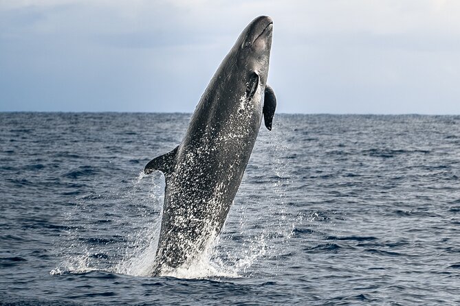 Big Island: Pelagic Whale Watch Tour - Key points to know before booking