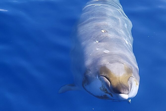 Big Island: Pelagic Whale Watch Tour - Why Kona is such a good whale-watching base