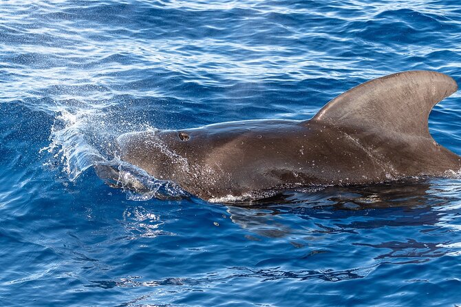 Big Island: Pelagic Whale Watch Tour - Artemis, seating, and the motion of the ocean