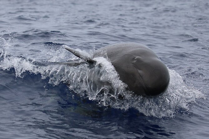 Big Island: Pelagic Whale Watch Tour - Who should book this Kona whale watch