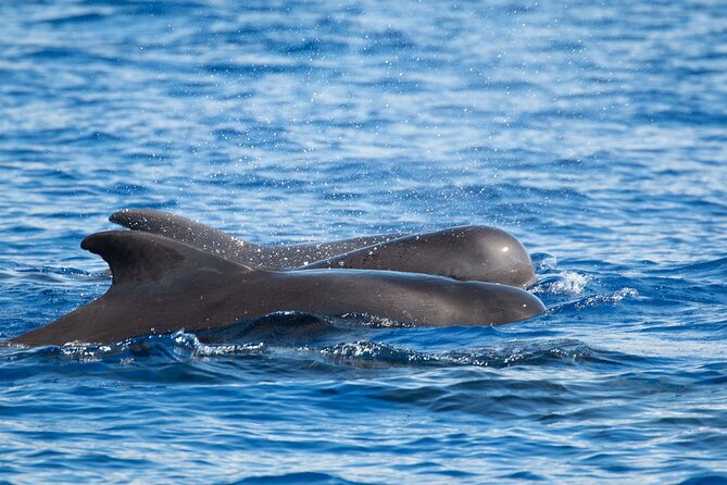 Big Island: Pelagic Whale Watch Tour - Weather, cancellation, and the sighting guarantee