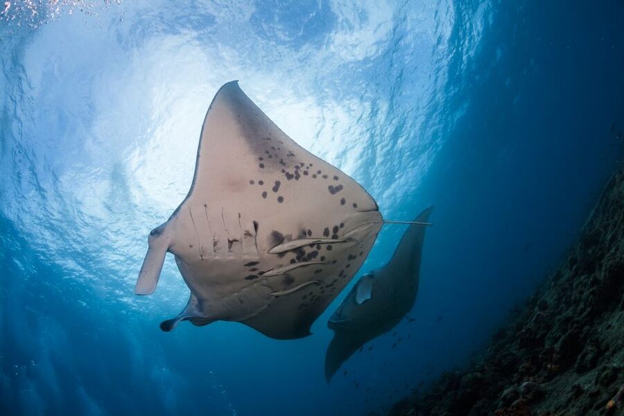 Big Island: Snorkel with Manta Rays - Manta Guarantee - Sunset from Keauhou Bay to Manta Ray Village