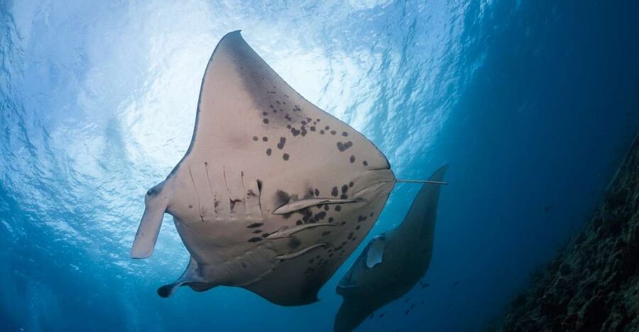 Big Island: Snorkel with Manta Rays - Manta Guarantee - What you may see below the float