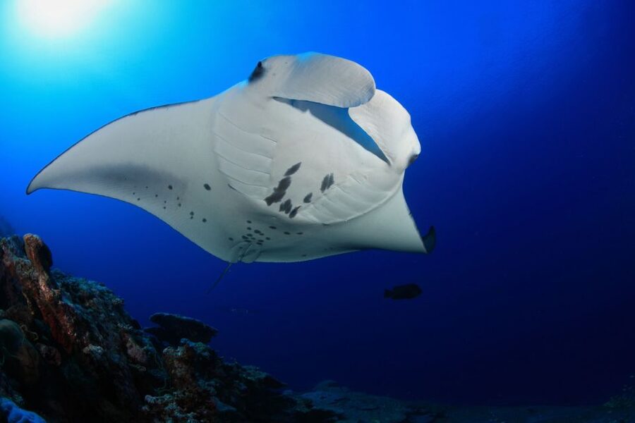 Big Island: Snorkel with Manta Rays - Manta Guarantee - Boat comfort, crew care, and group feel