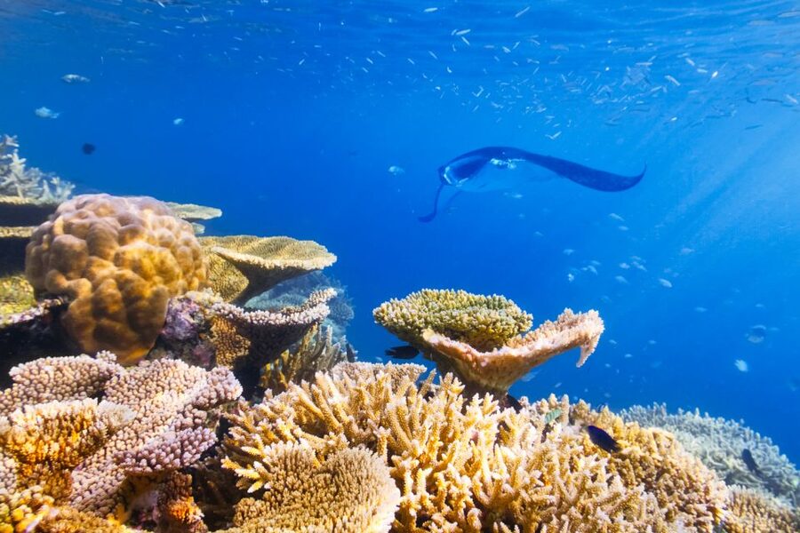 Big Island: Snorkel with Manta Rays - Manta Guarantee - The water briefing and floating platform