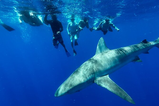 Cage-Free Shark Swim from Oahu - The North Shore boat ride