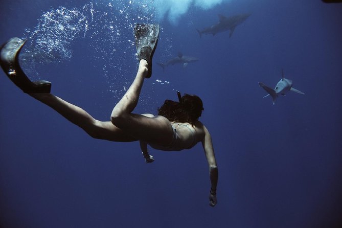 Cage-Free Shark Swim from Oahu - The safety system, without the cage