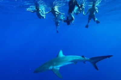 Cage-Free Shark Swim from Oahu