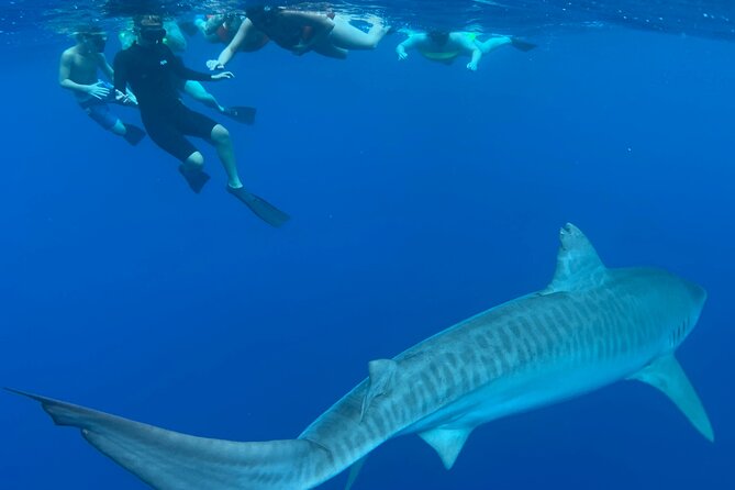 Cage-Free Shark Swim from Oahu - Photos, videos, and what you actually receive