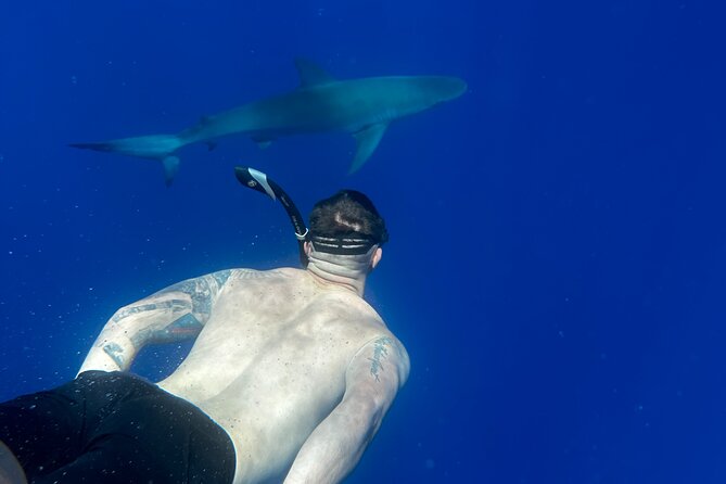 Cage-Free Shark Swim from Oahu - Is $135 a fair price?