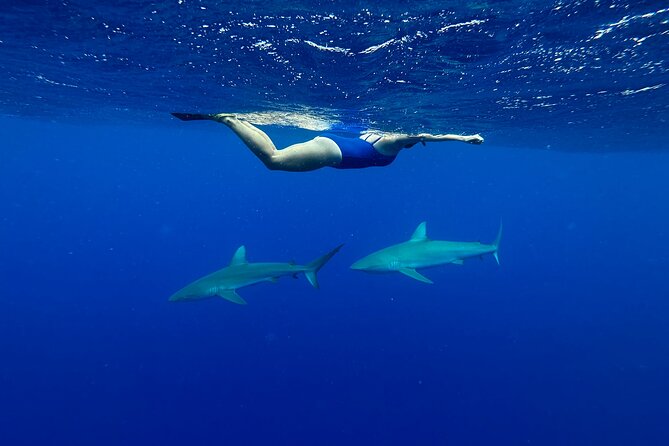 Cage-Free Shark Swim from Oahu - Who should book this Haleiwa shark swim?