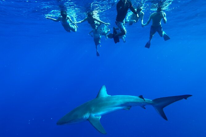 Cage-Free Shark Swim from Oahu - Swimming with sharks in open water