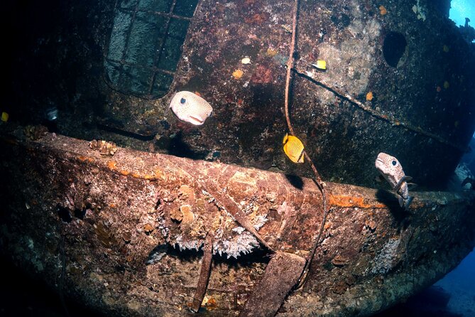 Certified Diver: 2-Tank Deep Wreck and Shallow Reef Dive Off Oahu - What the crew adds to the experience