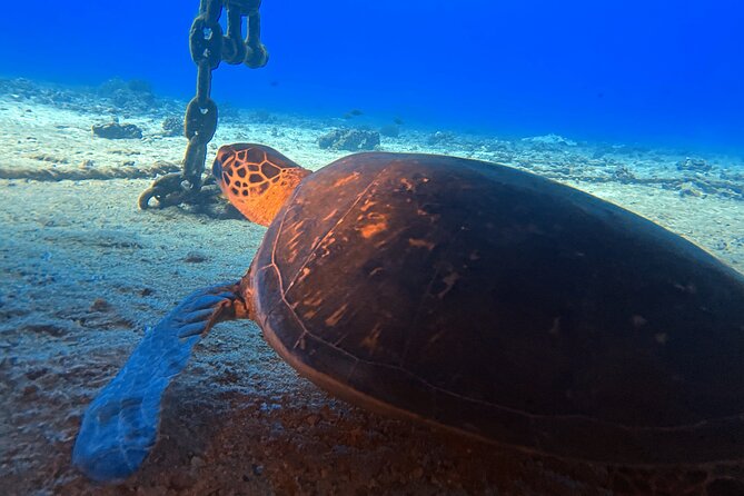 Certified Diver: 2-Tank Deep Wreck and Shallow Reef Dive Off Oahu - Is the $248.81 price fair?