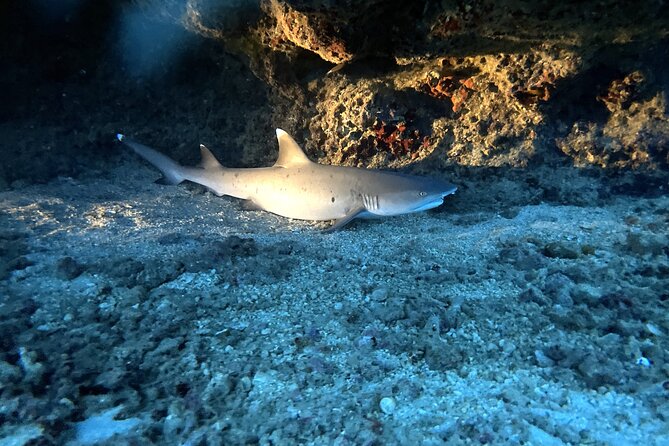 Certified Diver: 2-Tank Deep Wreck and Shallow Reef Dive Off Oahu - Booking details worth checking twice