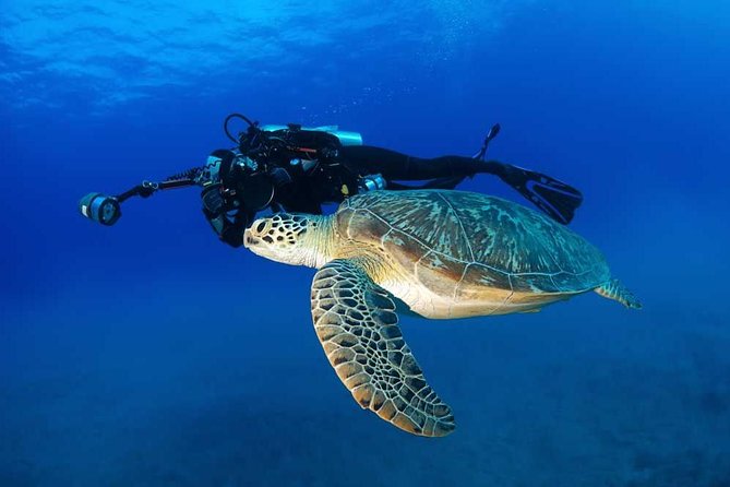Certified Diver: 2-Tank Shallow Reef Dives off Oahu - Turtle Canyons and the reef’s regular residents