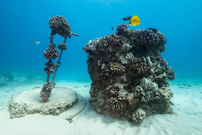 Certified Diver: 2-Tank Shallow Reef Dives off Oahu - What the boat day feels like