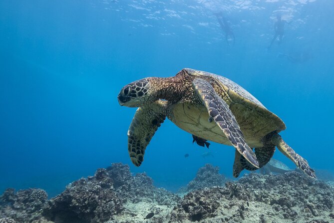 Certified Diver: 2-Tank Shallow Reef Dives off Oahu - Why the $141.10 price can make sense
