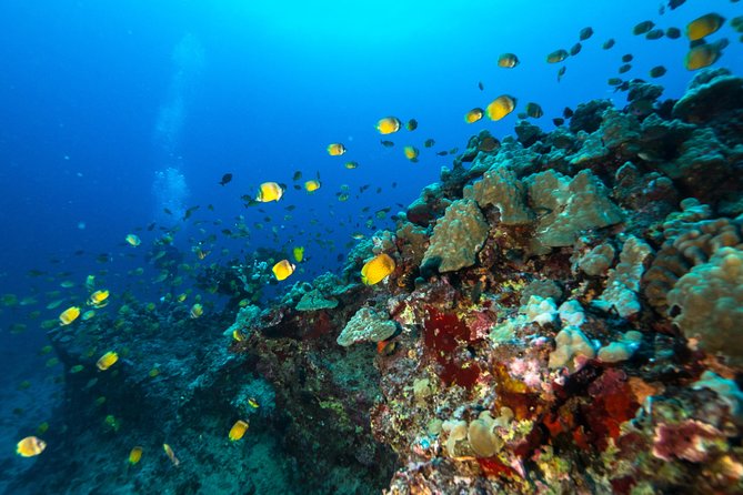 Certified Diver: 2-Tank Shallow Reef Dives off Oahu - Kaiser’s and Secrets offer variety