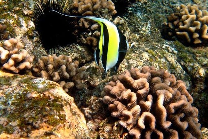 Deluxe Morning Snorkeling Adventure - Sea caves, lava tubes, and the Kona coast