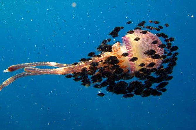 Deluxe Morning Snorkeling Adventure - Meeting at 8:15 a.m. in Kailua-Kona