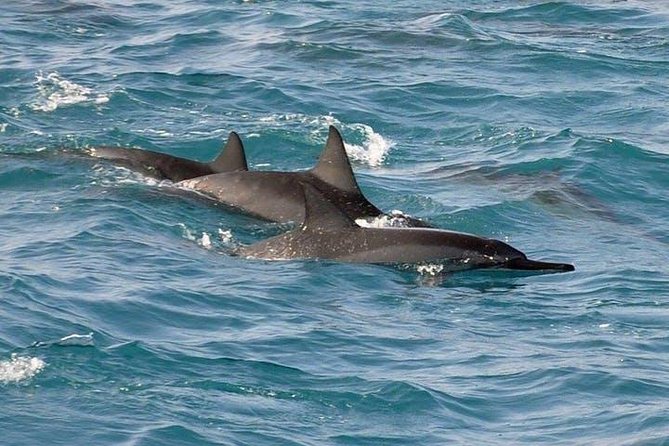 Deluxe Snorkel & Dolphin Watch Aboard a Luxury Catamaran from Kailua-Kona - What the ride feels like for families and mixed groups