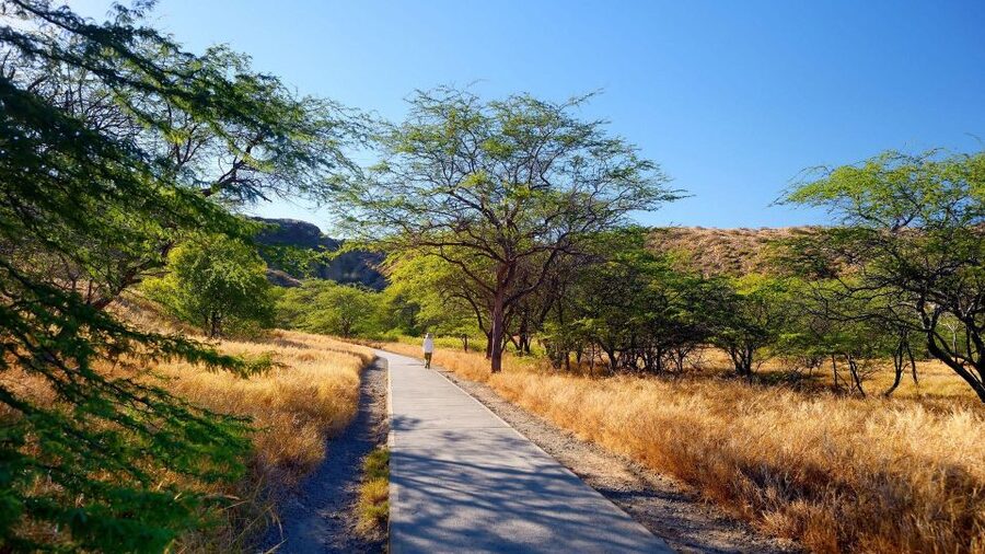 Diamond Head Manoa Falls - What the $245 price really covers