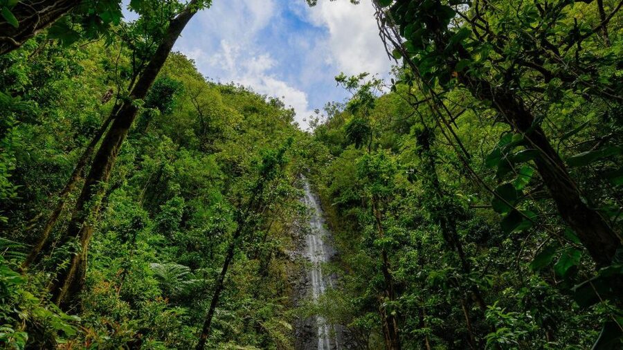 Diamond Head Manoa Falls - Manoa Falls trades crater views for jungle shade
