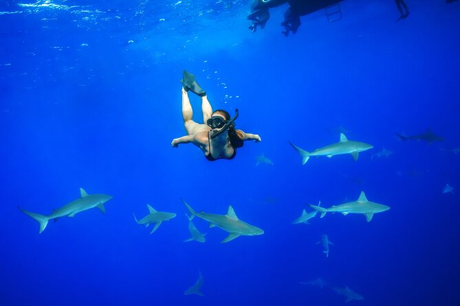 Dive with Sharks in Hawaii: Shark Tour from Haleiwa - Key points before you book